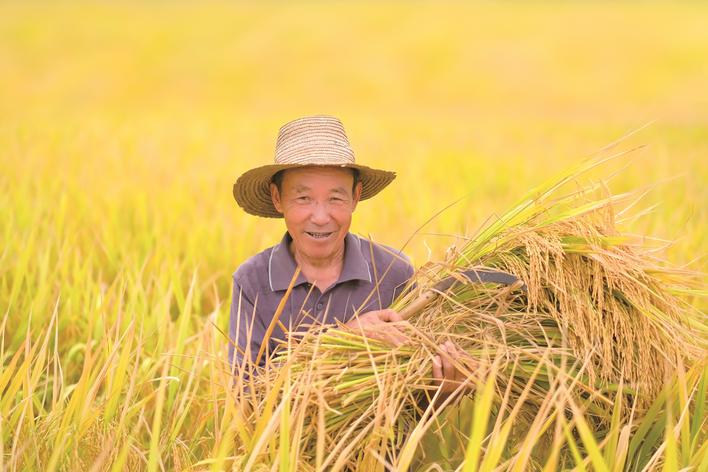 金黄的稻田美如画，农人脸上满是丰收的喜悦，大伙的日子越来越幸福。
