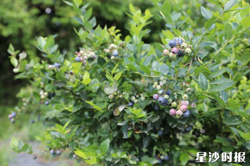 星城明月蓝莓基地的蓝莓逐渐成熟。周汝洁 摄