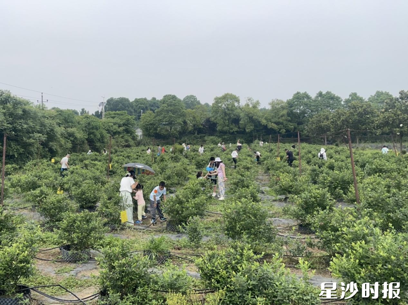 游客体验蓝莓采摘乐趣。星城明月蓝莓基地供图