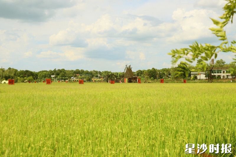 如今的湘峰村，生态美、产业兴、民风淳，一幅业兴村强、宜居宜业和美乡村画卷正徐徐展开。 林畅 摄