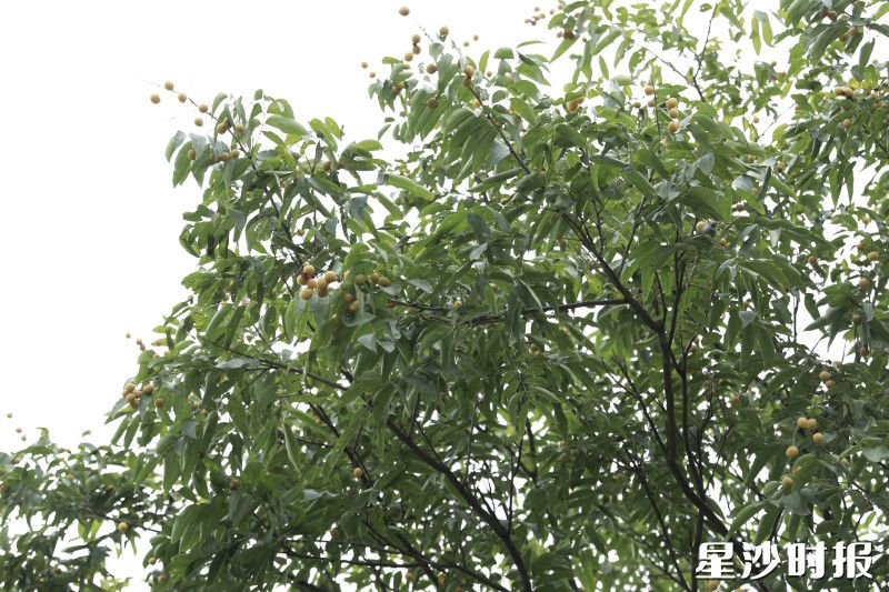 无患子果实，别名“洗手果”，果期一般在9-11月，是一种纯天然的植物洗涤剂。
