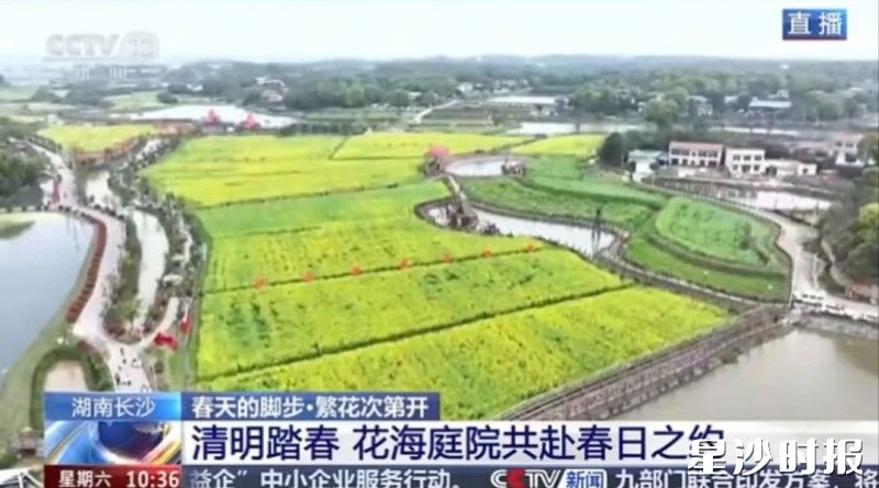 央视新闻频道《新闻直播间》报道长沙县长龙街道湘峰村以花海庭院邀市民游客共赴春日之约。 央视新闻频道《新闻直播间》报道长沙县长龙街道湘峰村以花海庭院邀市民游客共赴春日之约。