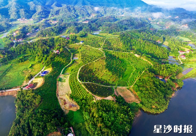 金井镇现有茶园可采摘面积48000余亩，共有5个茶叶加工单位。谢望东 摄