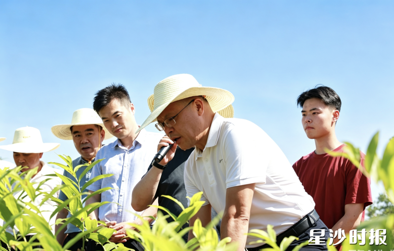 视察组在长沙玉睿家庭农场实地调研林下中药材种植。均为宋彬彬 摄 视察组在长沙玉睿家庭农场实地调研林下中药材种植。均为宋彬彬 摄