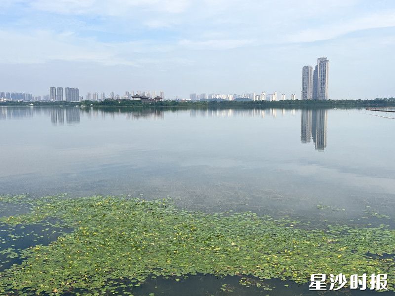 荇菜漂浮在湖面上。王俊摄 荇菜漂浮在湖面上。王俊摄