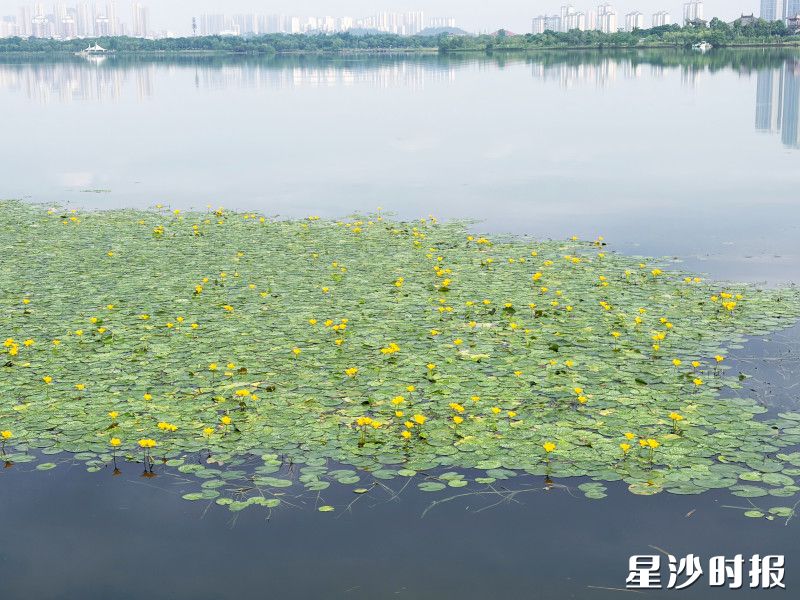 大片荇菜。松雅湖生态新城发展中心供图 大片荇菜。松雅湖生态新城发展中心供图