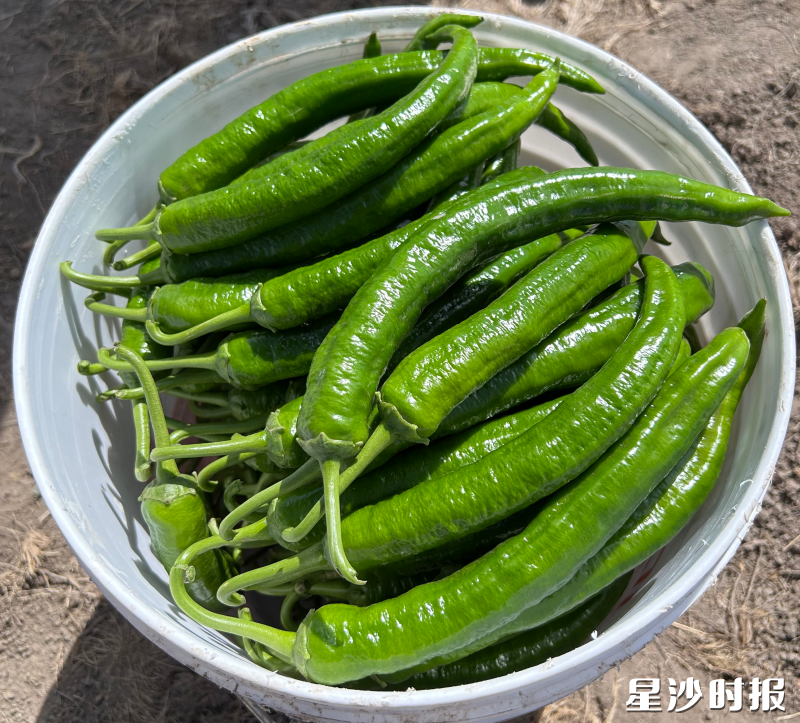 首茬在罗斯农场收获的辣椒。 首茬在罗斯农场收获的辣椒。
