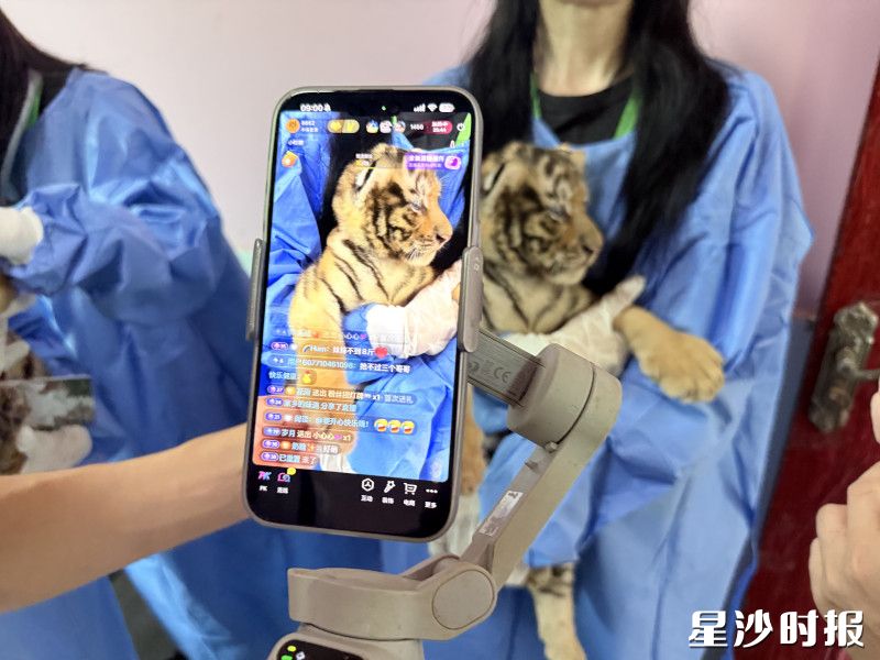 长沙三珍虎园将200多只猛虎的日常“搬”进手机屏幕。均为金井镇供图 长沙三珍虎园将200多只猛虎的日常“搬”进手机屏幕。均为金井镇供图