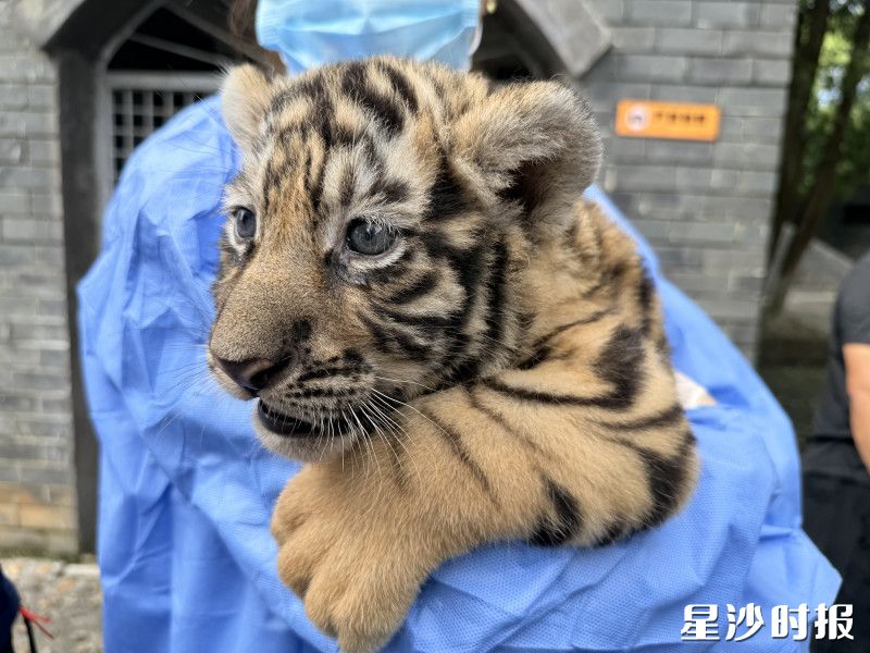小虎保育员项目吸引了众多亲子家庭前来体验。 小虎保育员项目吸引了众多亲子家庭前来体验。