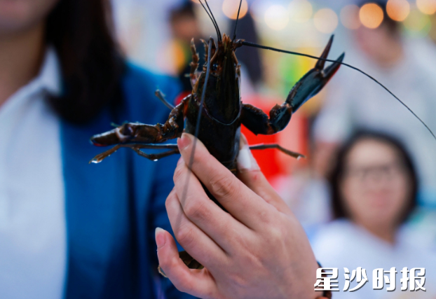 经过多年培育发展，北山镇形成了“青梅”和“澳龙”两张农业特色名片。图为澳洲蓝龙。