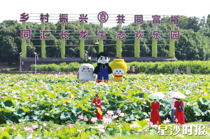 在长龙街道湘峰村，百亩荷田竞相开放，游客们纷纷前来打卡，晒出美图美景，被网友们直呼长沙“荷花版喜洲”。林畅 摄