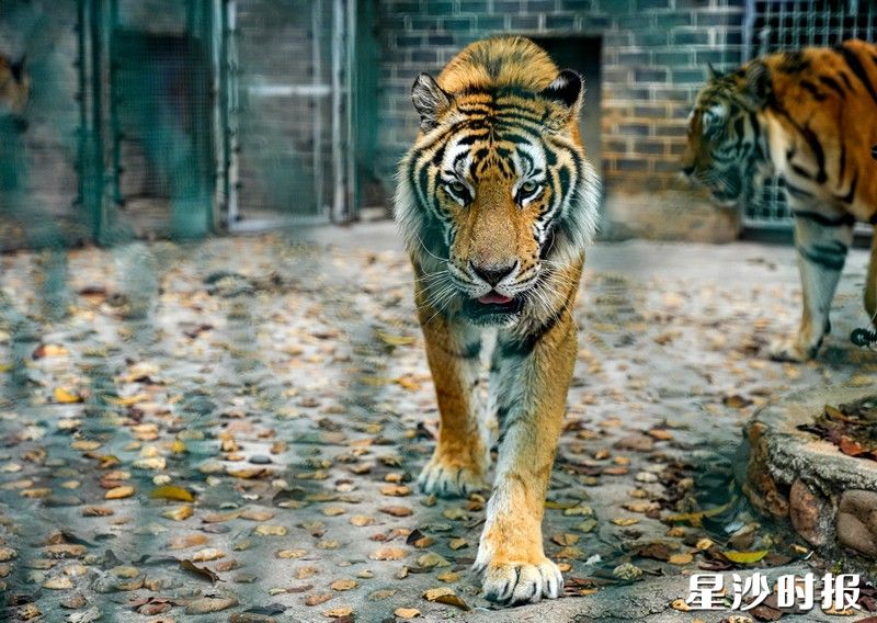 长沙三珍虎园。 长沙三珍虎园。