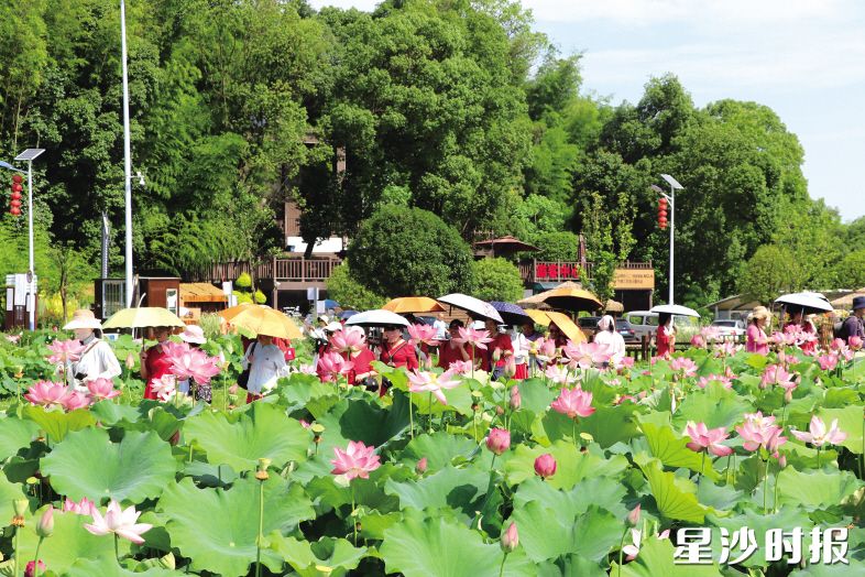 长沙县文旅资源业态多元,集聚红色研学、生态山水、乡村休闲、城市夜游、工业旅游等。图为长龙街道百亩荷塘引游客打卡。林畅 摄 长沙县文旅资源业态多元,集聚红色研学、生态山水、乡村休闲、城市夜游、工业旅游等。图为长龙街道百亩荷塘引游客打卡。林畅 摄